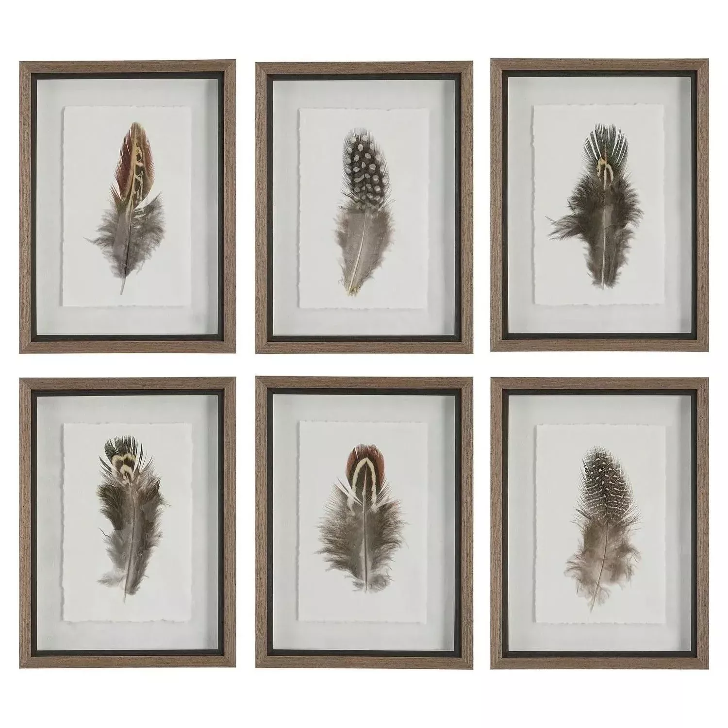 Birds Of A Feather Framed Prints, S/6
