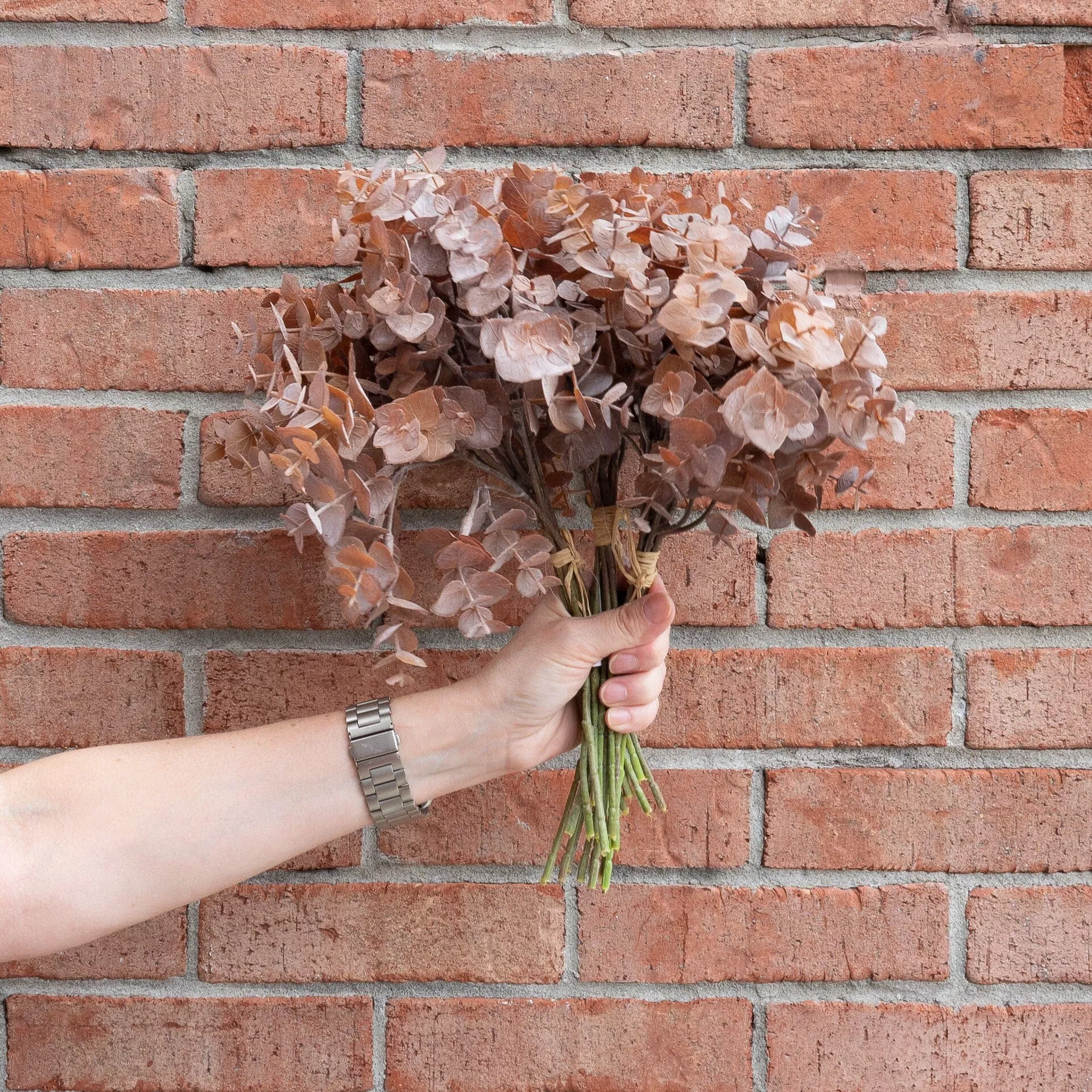 Brown Eucalyptus Bundle 13.5"