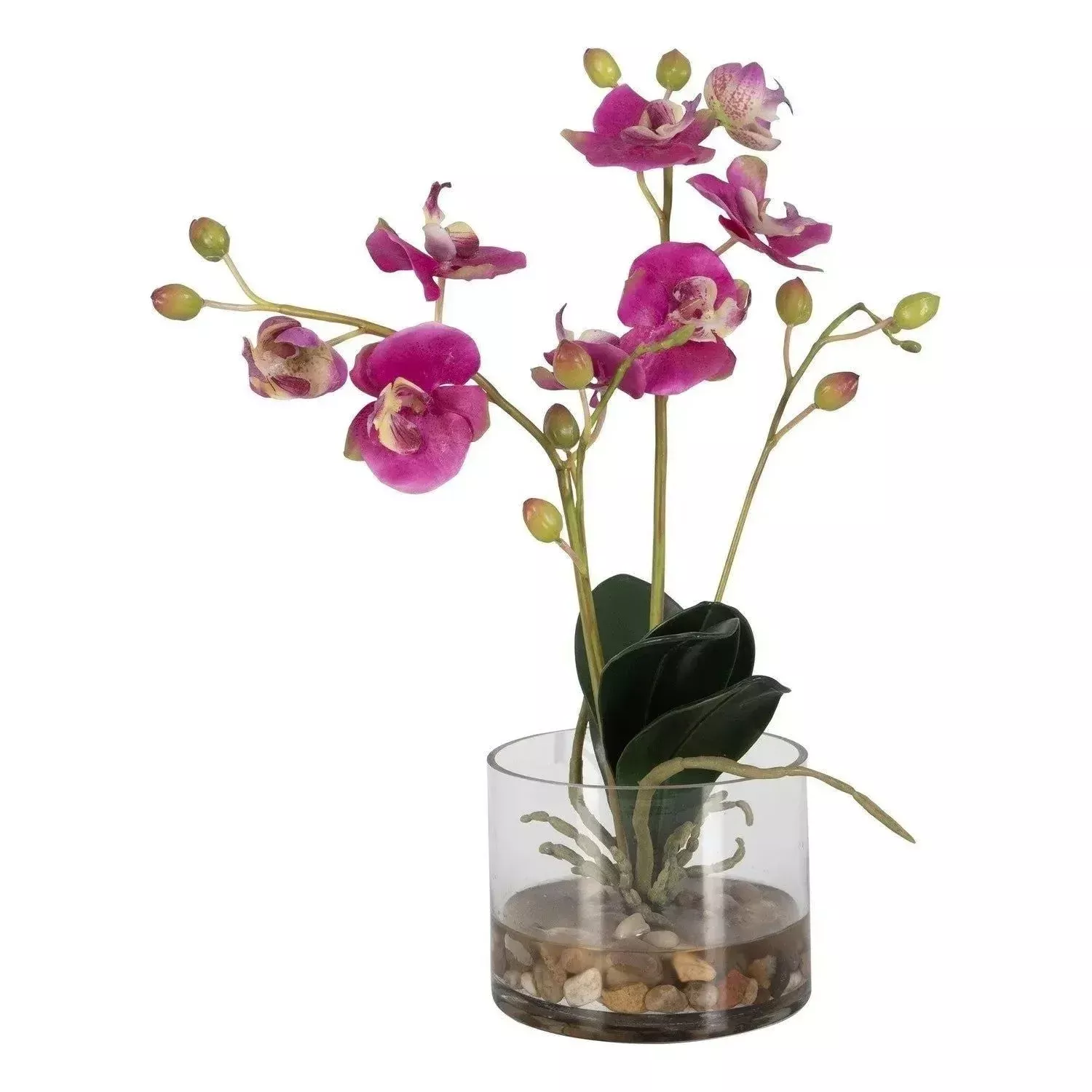 Glory Orchid Orchid